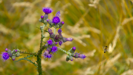European Marsh Thistle - (Cirsium palustre) - in a swampy clearing in the forest. Visible bees collecting pollen from this plant.の写真素材