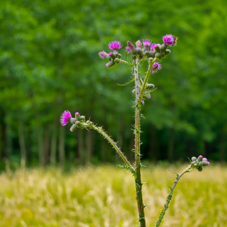 European Marsh Thistle - (Cirsium palustre) - in a swampy clearing in the forest. Visible bees collecting pollen from this plant.の写真素材