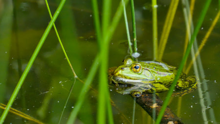 Water frog in a small pondの写真素材