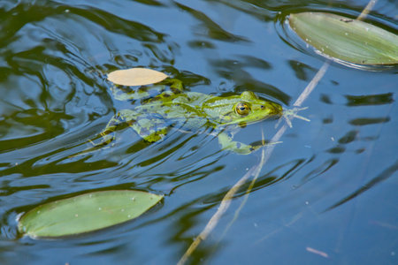 Water frog in a small pondの写真素材
