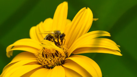 Bees collecting pollen on the flowers of Rough oxeye, (heliopsis helianthoides var. scabra)の写真素材