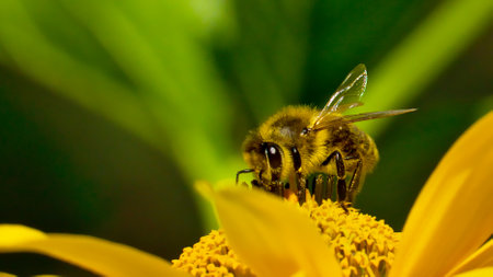 Bees collecting pollen on the flowers of Rough oxeye, (heliopsis helianthoides var. scabra)の写真素材