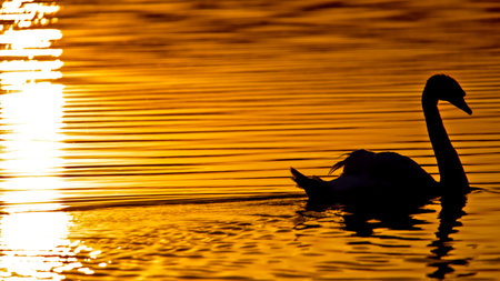Swan in the lake at sunsetの写真素材