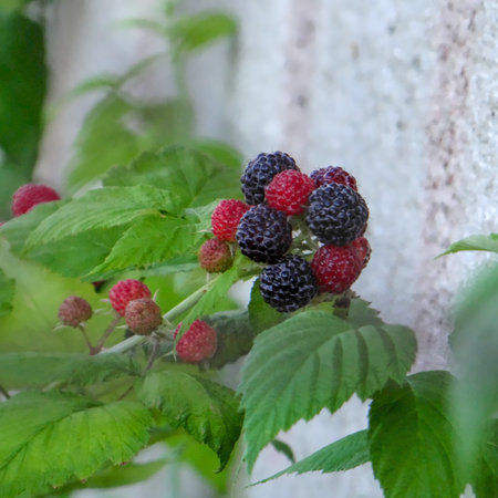 fruits ripening in the summer on a blackberry bushの写真素材