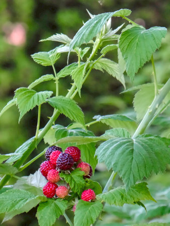 fruits ripening in the summer on a blackberry bushの写真素材