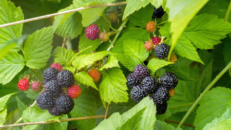 fruits ripening in the summer on a blackberry bushの写真素材