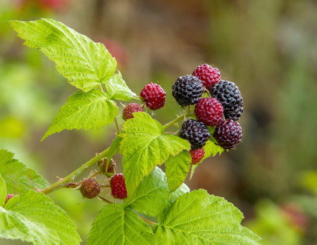 fruits ripening in the summer on a blackberry bushの写真素材