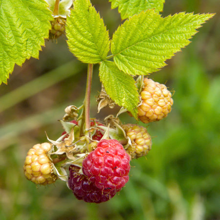 summer-ripening fruits on a raspberry bush in the gardenの写真素材