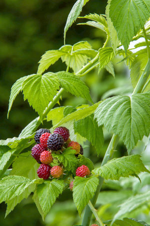 fruits ripening in the summer on a blackberry bushの写真素材
