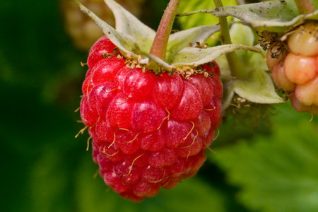 summer-ripening fruits on a raspberry bush in the garden
