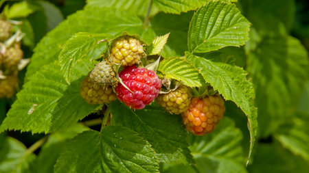 summer-ripening fruits on a raspberry bush in the gardenの写真素材