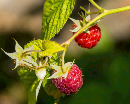 summer-ripening fruits on a raspberry bush in the gardenの写真素材