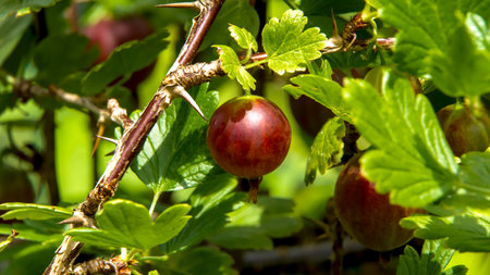 Gooseberry fruits on a bush in the summer gardenの写真素材