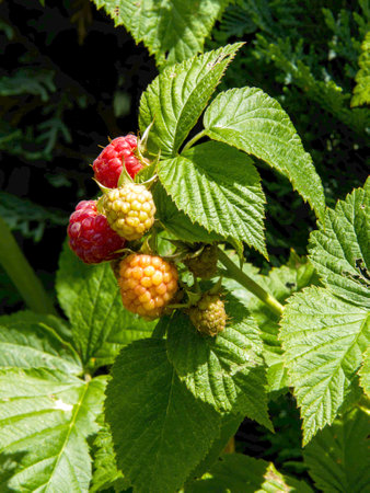summer-ripening fruits on a raspberry bush in the gardenの写真素材
