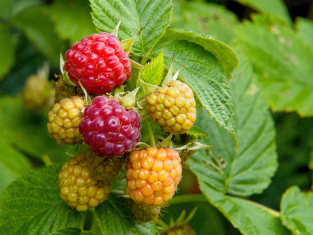 summer-ripening fruits on a raspberry bush in the gardenの写真素材