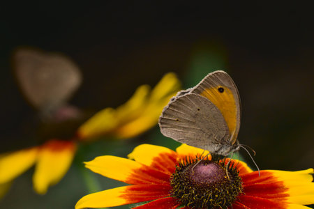 Meadow brown butterfly (Maniola jurtina) on garden flowers in summerの写真素材