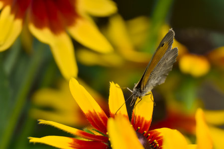 Meadow brown butterfly (Maniola jurtina) on garden flowers of rudbeckia in summerの写真素材