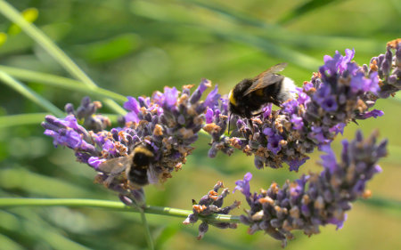 Bumblebees on fading lavender flowersの写真素材