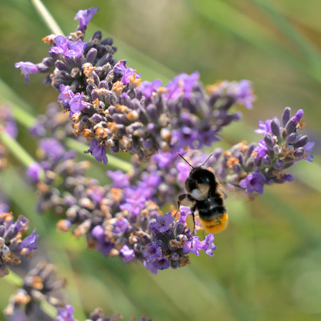 Bumblebees on fading lavender flowersの写真素材