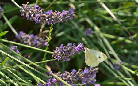 White cabbage butterfly on fading lavender flowersの写真素材