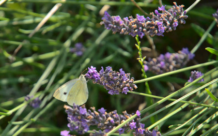 White cabbage butterfly on fading lavender flowersの写真素材