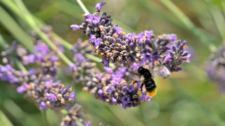 Bumblebees on fading lavender flowersの写真素材