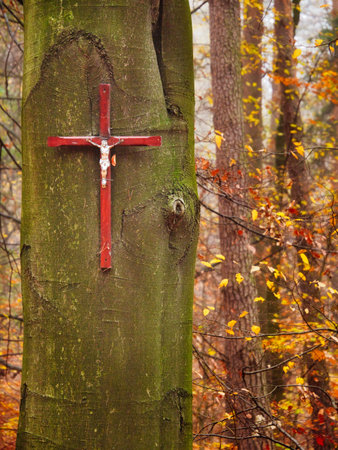 Red cross on a tree in autumn forest. Christian cross on a tree.の写真素材