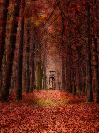 Autumn forest with fallen leaves and a wooden lookout tower in the middleの写真素材