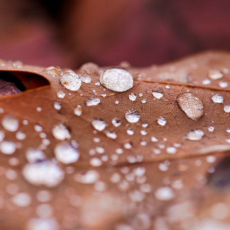 Drops of dew on the autumn leaves. Macro photography.の写真素材