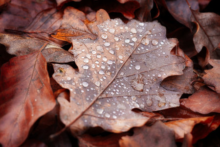 Dew drops on oak leaves in autumn. Close-up.の写真素材