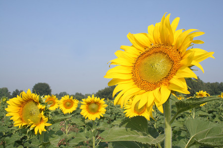 sun flowerの写真素材