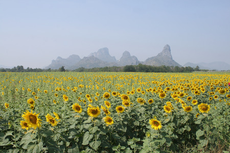 sun flowerの写真素材