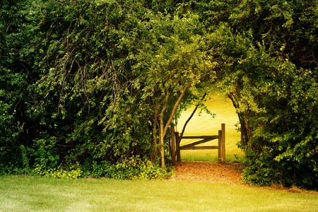 a gate leads to a secret garden that is surrounded by overgrow treesの写真素材