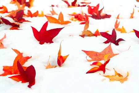 Fall leaves on a bed of snowの写真素材