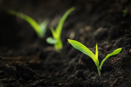 A field that has corn seedlings just starting to growの写真素材
