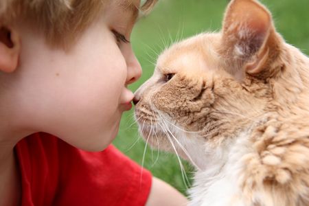 a young boy kisses his catの写真素材