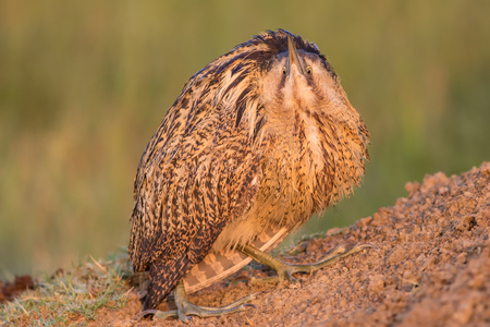 Eurasian bittern or Great bitternの写真素材
