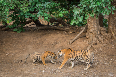 A territorial fight between a male tiger and female sub adult tigress at Ranthambore National Park,...