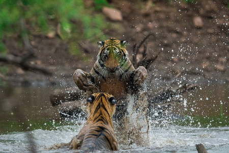 tiger cubs learning skills by fighting with each other at ranthambore national park, india