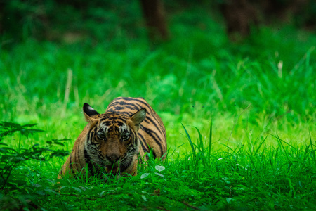 On a beautiful morning just before park closing time met this beautiful tigress and she was roaming around in her territory in a monsoon season at Ranthambore Tiger Reserveの写真素材