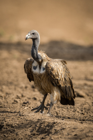 Long billed Vulture Gyps indicus , Ranthambore Tiger Reserve National Park , Rajasthanの写真素材