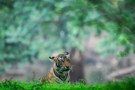 male tiger cub after monsoon rain at Ranthambore National Parkの写真素材