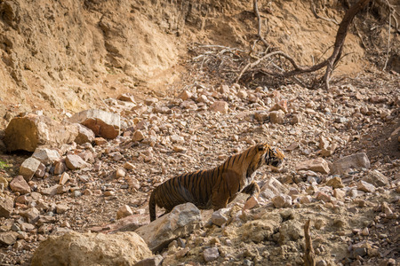 A angry male tiger charged over gypsy at ranthambore national park
