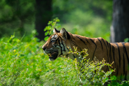 After monsoon sighting, A tigress marking her territory and on morning stroll at Ranthambore...