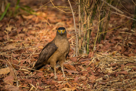 Crested Serpent Eagle (Spilornis cheela) from bandhavgarh national park