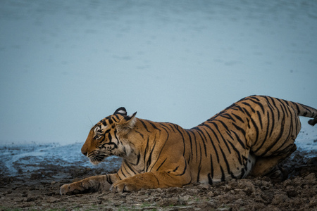 A tigress guarding her kingdom. watching her territory beside beautiful lake with scenic view. Love to click her in nature backgroundの写真素材