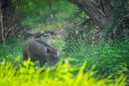 Wild boar roaming in a beautiful green background in a rainy season at Ranthambore National Park, Indiaの写真素材