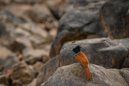 Indian paradise flycatcher, Terpsiphone paradisi, in the nature habitat, ranthambore National Park, India. Beautiful bird with long tail in sitting on the rocks.の写真素材