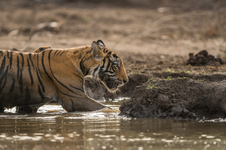 A male tiger cub enjoying evening in lake water which is full of water ain monsoon at Ranthambore National Park, Indiaの写真素材