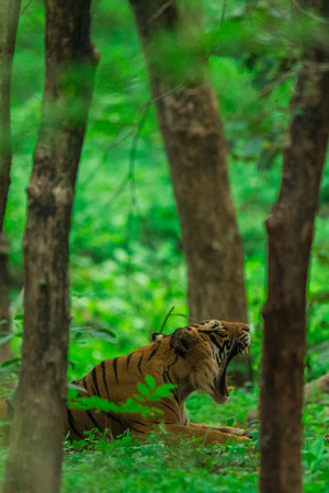 A male tiger in monsoon green backdrop at Ranthambore National Parkの写真素材